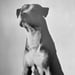 Image of (Peter Hujar) (1981)