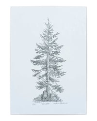 Image 1 of Hemlock, Signed Print