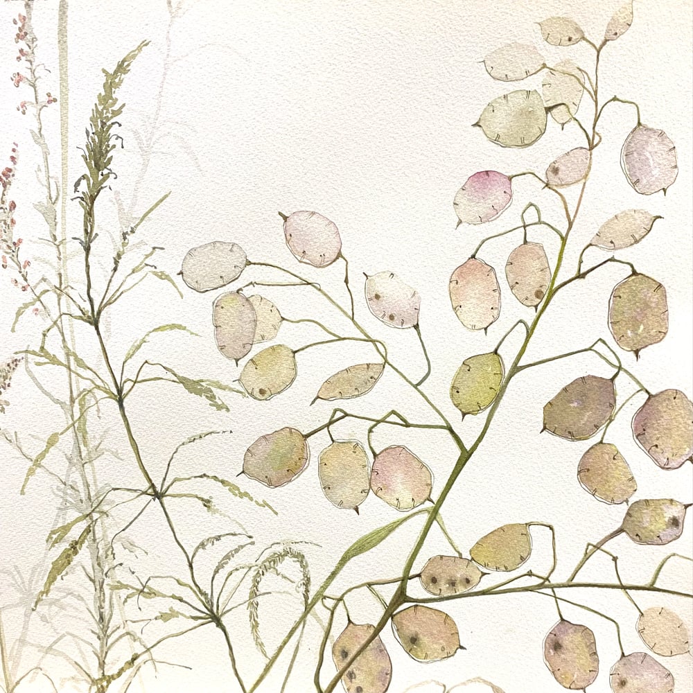 Image of Grasses and Lunaria