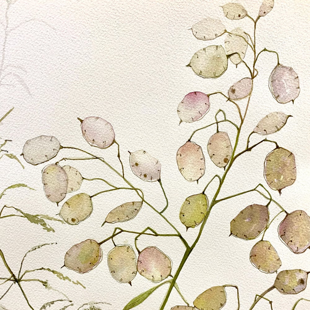 Image of Grasses and Lunaria