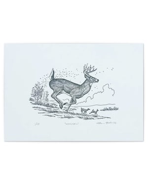 Whitetail, Signed Print
