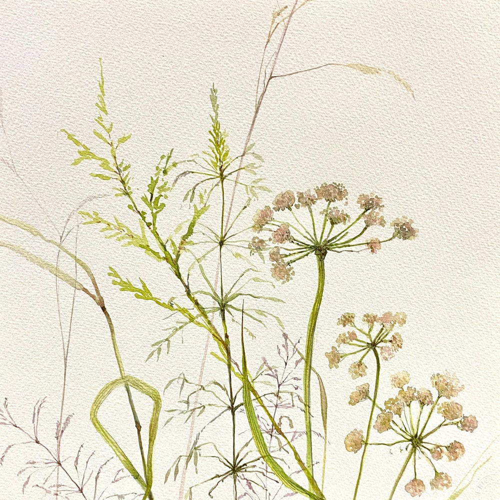 Image of Umbellifers and Grasses