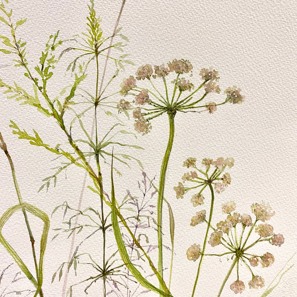 Image of Umbellifers and Grasses
