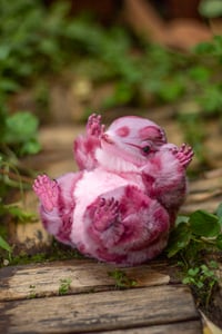 Image 8 of Wild berry animal print gamusino artdoll [IN STOCK]