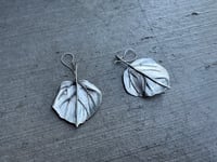 Image 3 of Aspen Leaves