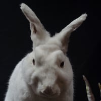 Image 2 of The Holy Grail Killer Bunny from Monty Python