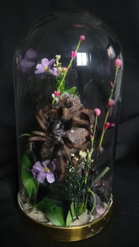 Image 1 of Cloche de verre avec crâne et araignée 