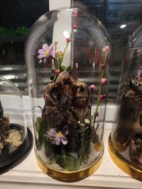 Image 2 of Cloche de verre avec crâne et araignée 