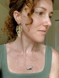 Image 3 of Monstera adansonii 