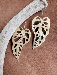 Image 1 of Monstera adansonii 