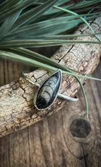 Image 1 of Orthoceras Bangle Bracelet