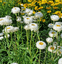 Image 1 of Strawflower White 25pk