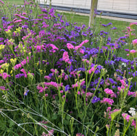 Image 1 of Statice Seeker Mixed 25pk