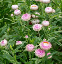 Image 1 of Strawflowers Pale Pink Seeds 25pk