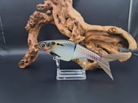 Image 7 of Biggs Custom Baits- Minnow colorway #29