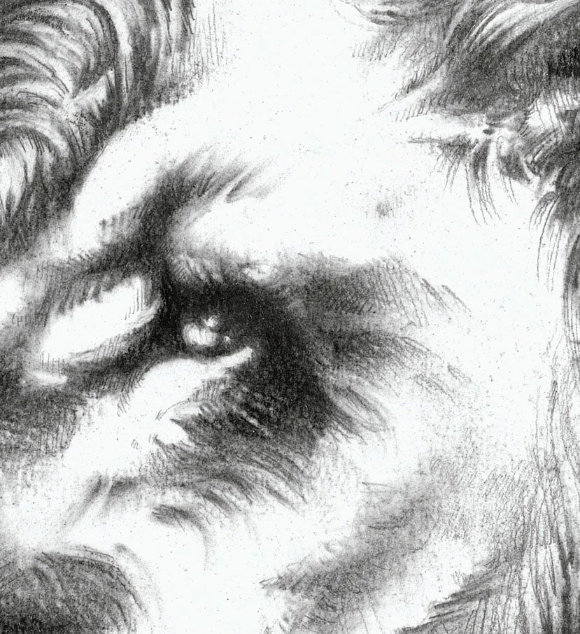 Image of "Majestic King" Charcoal Lion - Prints