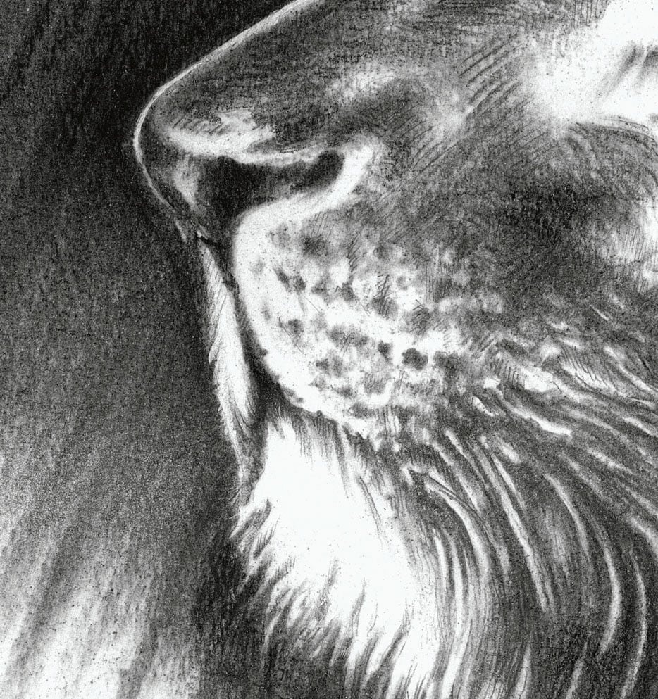 Image of "Majestic King" Charcoal Lion - Prints