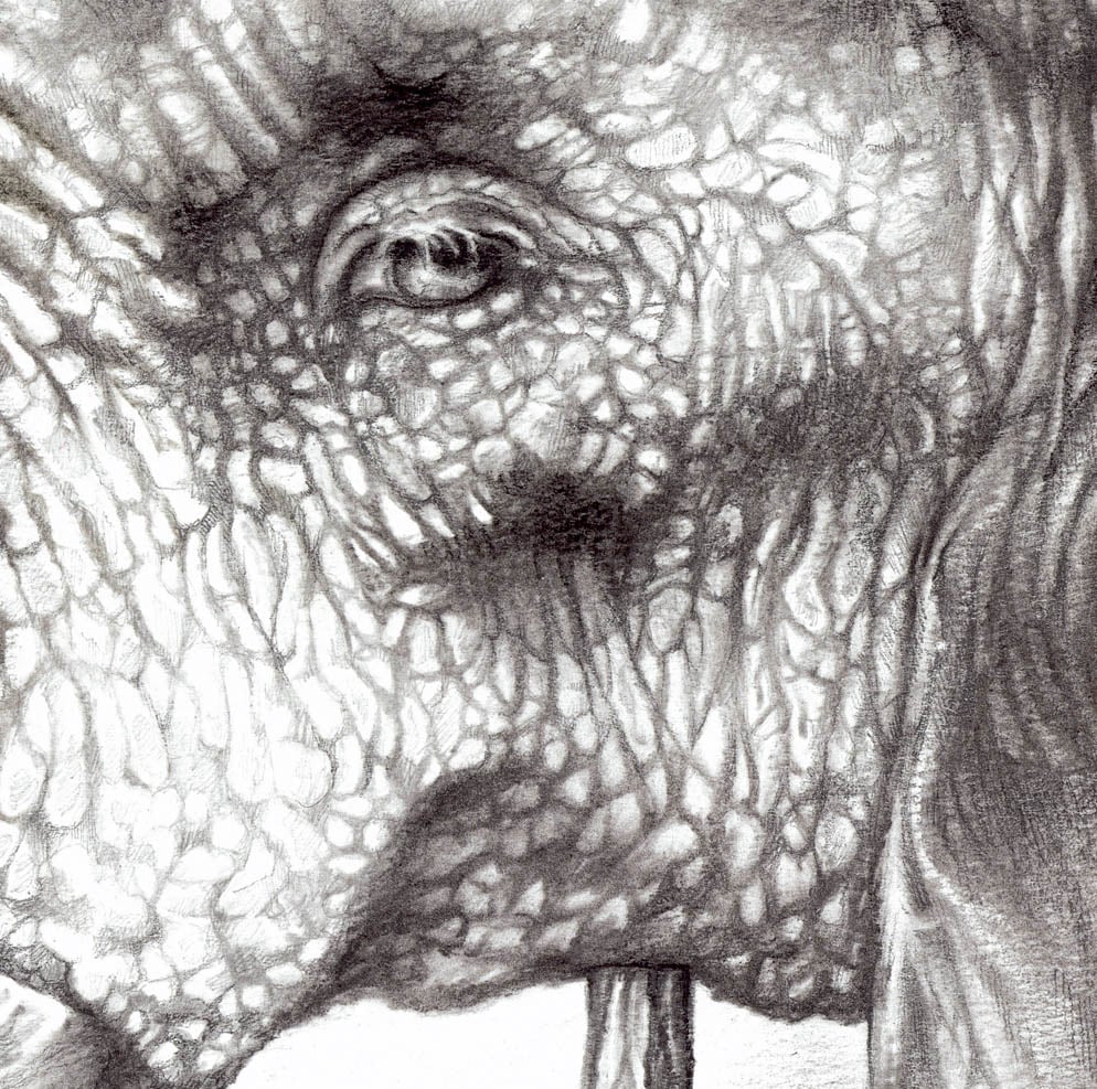 Image of Elephant in Charcoal - Prints
