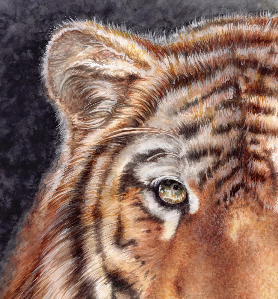Image of "His Emerald Stare" Watercolor Tiger - Prints
