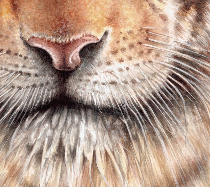 Image of "His Emerald Stare" Watercolor Tiger - Prints