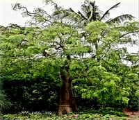Image 2 of MORINGA  LEAF  POWDER 