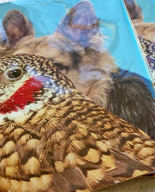 Image of 【Signed】'COMMON SENSE IS A HUNGRY BITCH' - art print