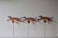 Image 3 of Whippet and shell