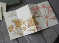 Image 2 of "Specimens" Set of Letterpress-printed Miniature Books