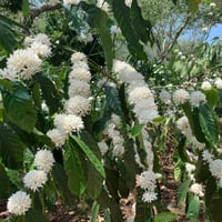 Image 1 of Guatemala - Nueva Rosa