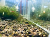 Image 1 of Shrimp Culls