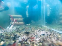 Image 2 of Shrimp Culls