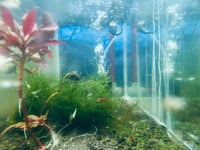 Image 3 of Shrimp Culls