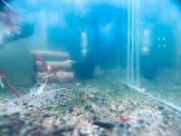 Image 4 of Shrimp Culls