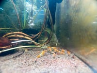 Orange Rili