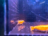 Yellow Golden Back