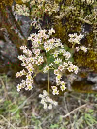Image 1 of Wholeleaf Saxifrage : Micranthes integrifolia