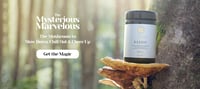Image 2 of REISHI (Ganoderma lucidum) Calm Mind, Steady Spirit