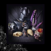 Image 3 of 🜢 Helleborus Nero Aureum 🜢