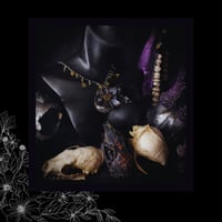 Image 5 of 🜢 Helleborus Nero Aureum 🜢