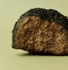 CHAGA (Inonotus obliquus) - Anti-aging Adaptogen