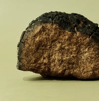 Image 2 of CHAGA (Inonotus obliquus) - Anti-aging Adaptogen