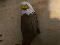 Image 5 of Eagle night light