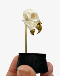 Image 1 of Parakeet Dome