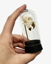 Image 2 of Parakeet Dome