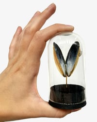 Image 1 of Mussel Shell