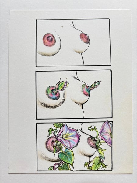 Image of Original Morning Glory