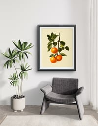 Image 4 of Oranges Branch Fruit Print