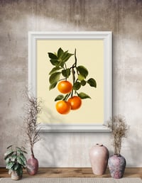 Image 5 of Oranges Branch Fruit Print