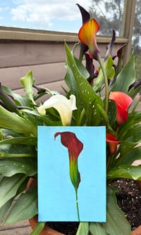Image 2 of Calla Lily With Blue Background