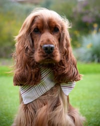Image 2 of Windsor Plaid - Reversible Dog Bandana